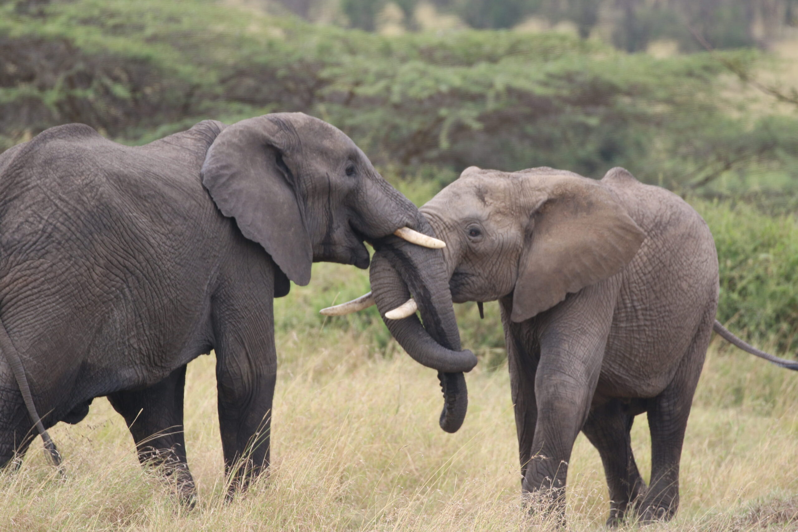 Tarangire National Park