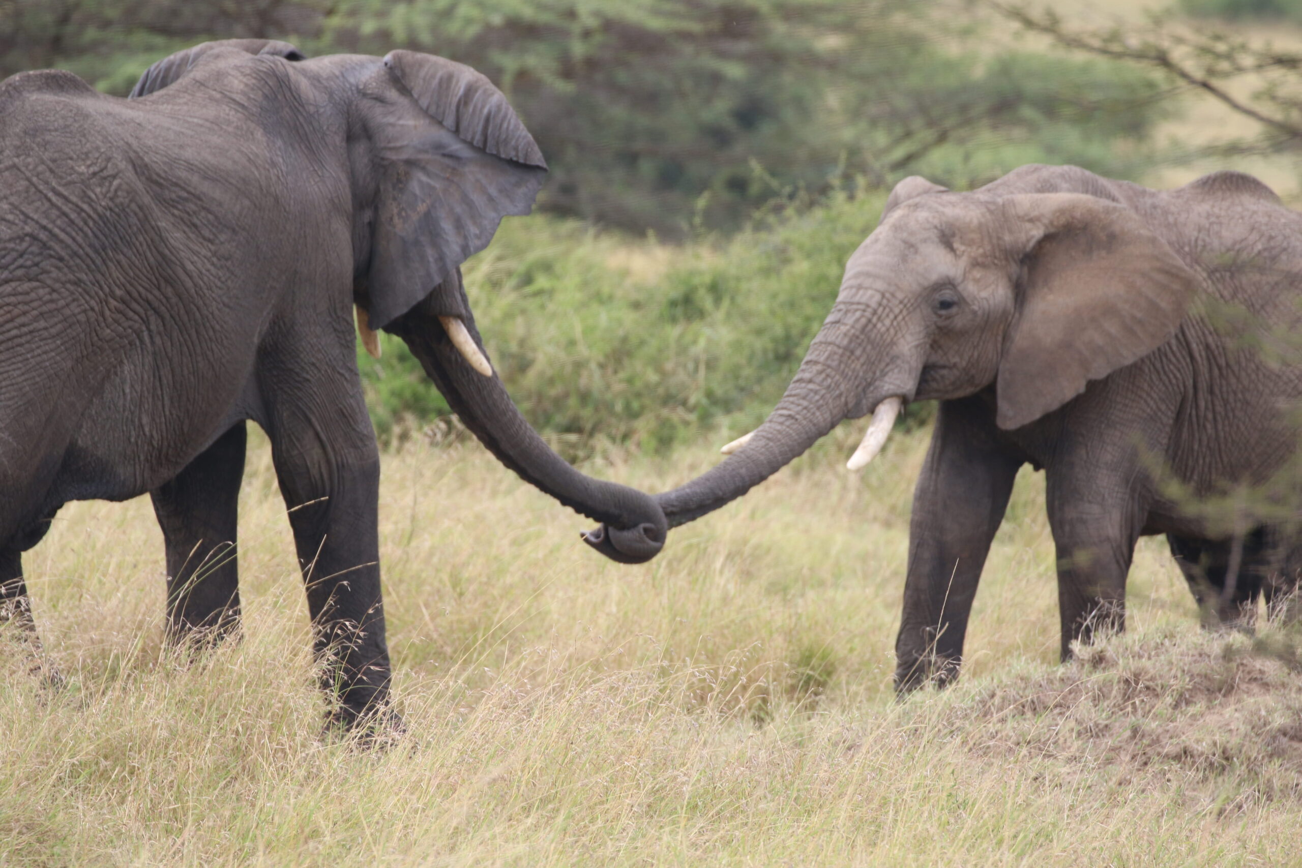 Tarangire & Ngorongoro 5-Day Classic