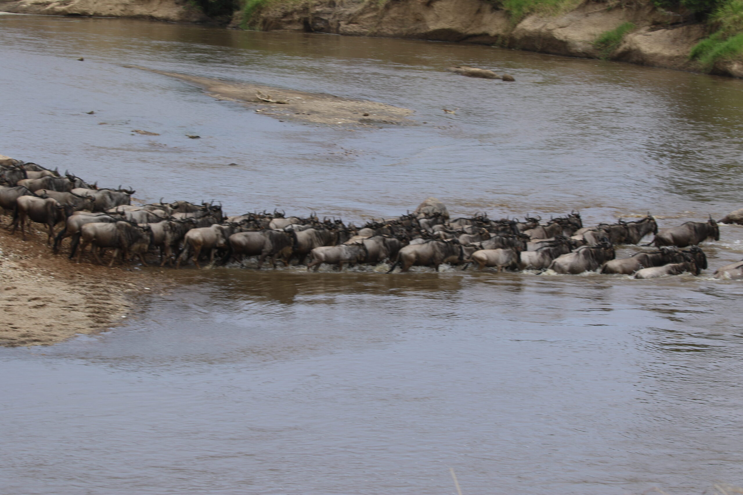 Great Migration 10-Day Expedition