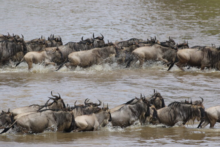 Serengeti Migration Calving Season 7-Day