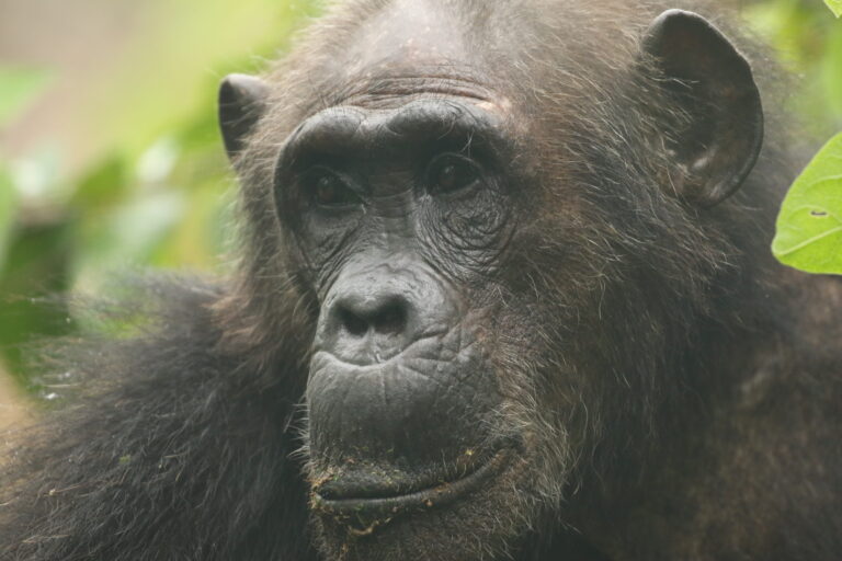 Mountain Gorilla Trekking 7-Day Rwanda