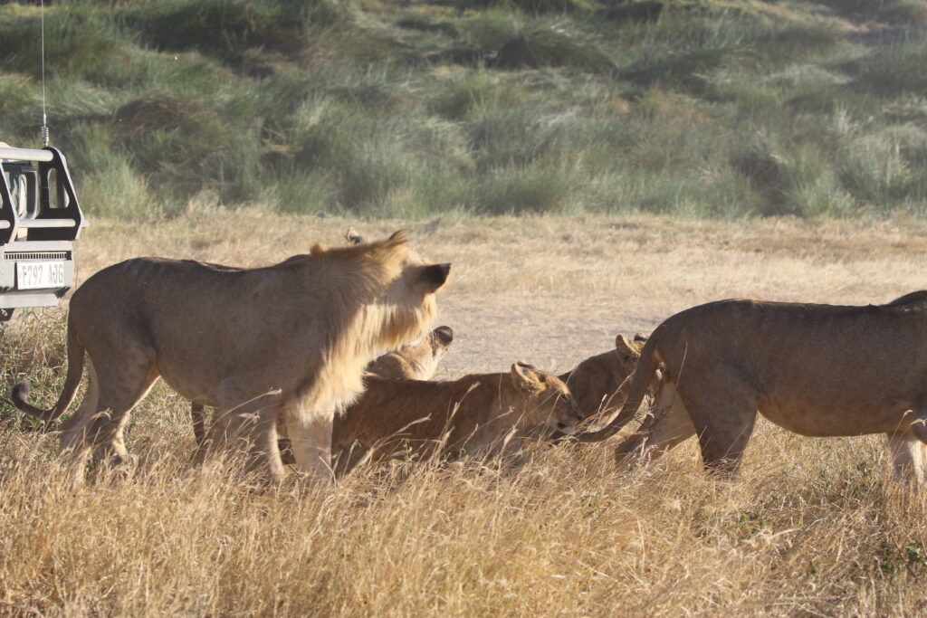 Serengeti 3-Day Quick Safari