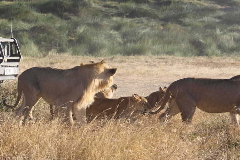 Serengeti 3-Day Quick Safari