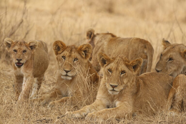 Maasai Mara 4-Day Big Cat Safari