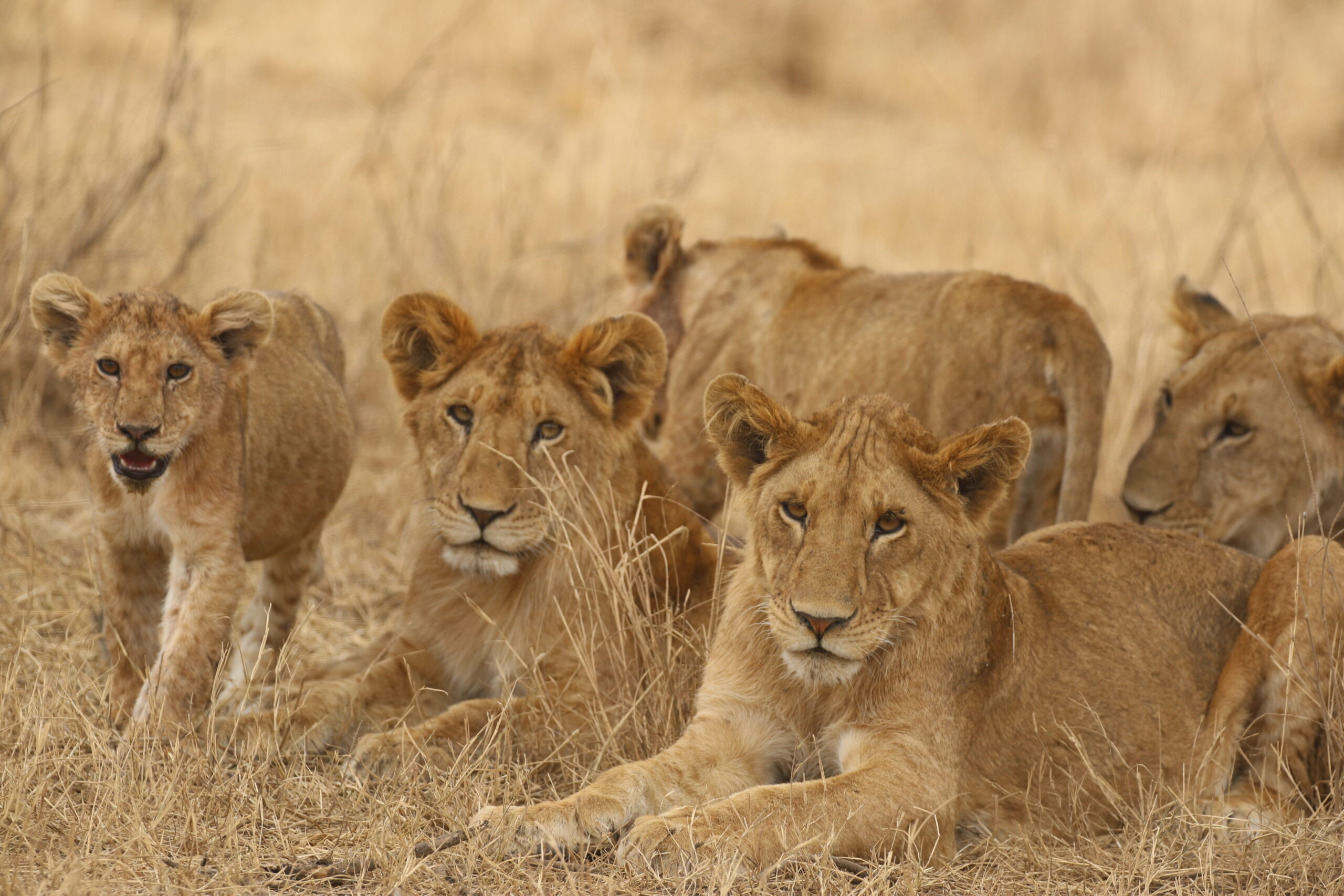 Maasai Mara 4-Day Big Cat Safari