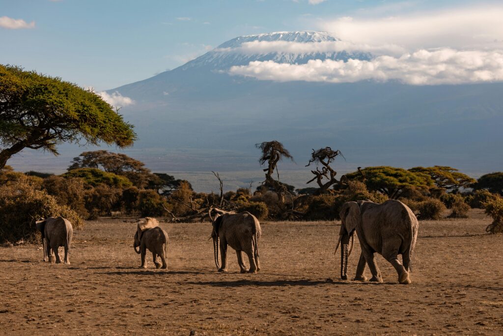 Kilimanjaro Machame Route 8-Day Climb